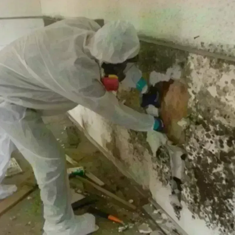 Mold Remediation and Removal in Dillonvale, OH